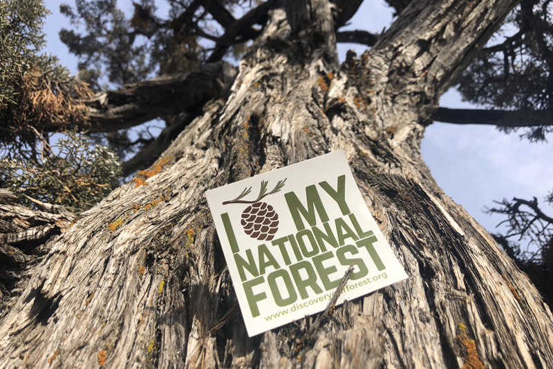 Discover Your Forest Donation